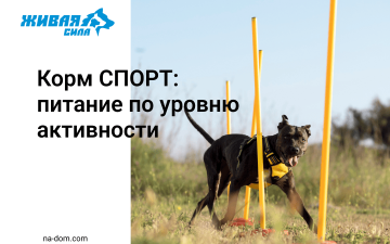 «Живая Сила»: как выбрать питание для питомца