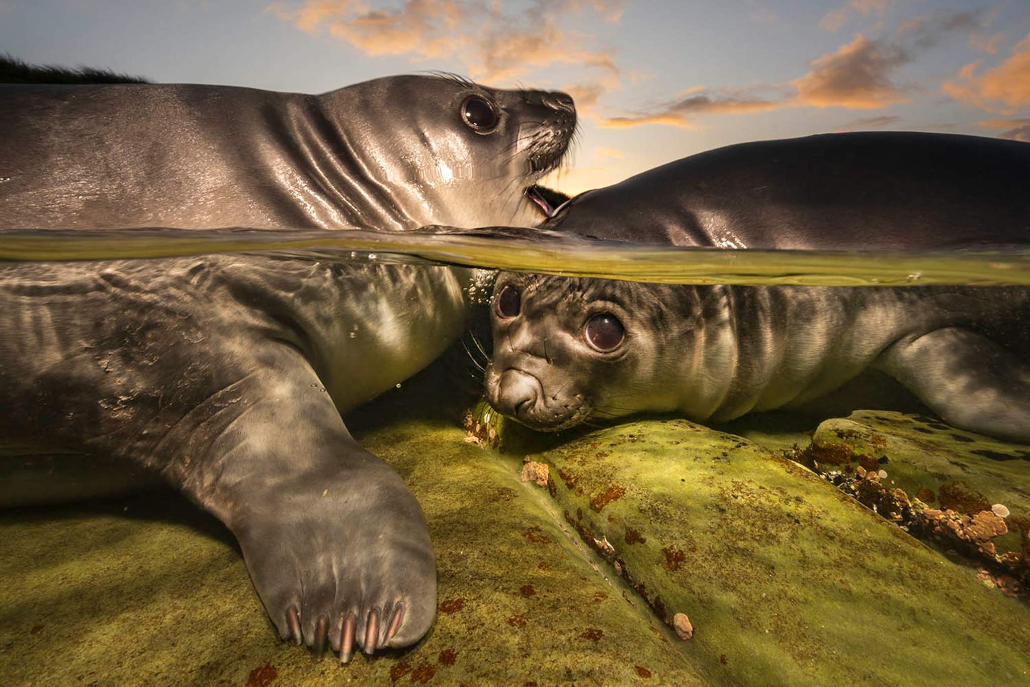 Итоги Underwater Photographer of the Year 2026
