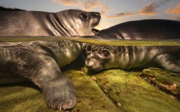 Итоги Underwater Photographer of the Year 2026