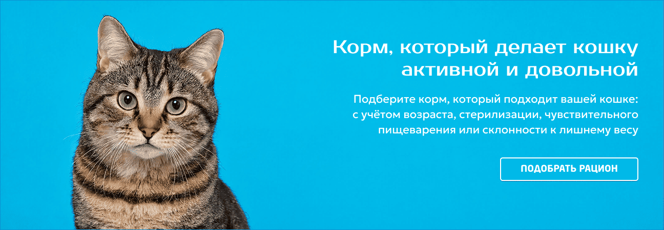 Корм, который делает кошку активной и довольной