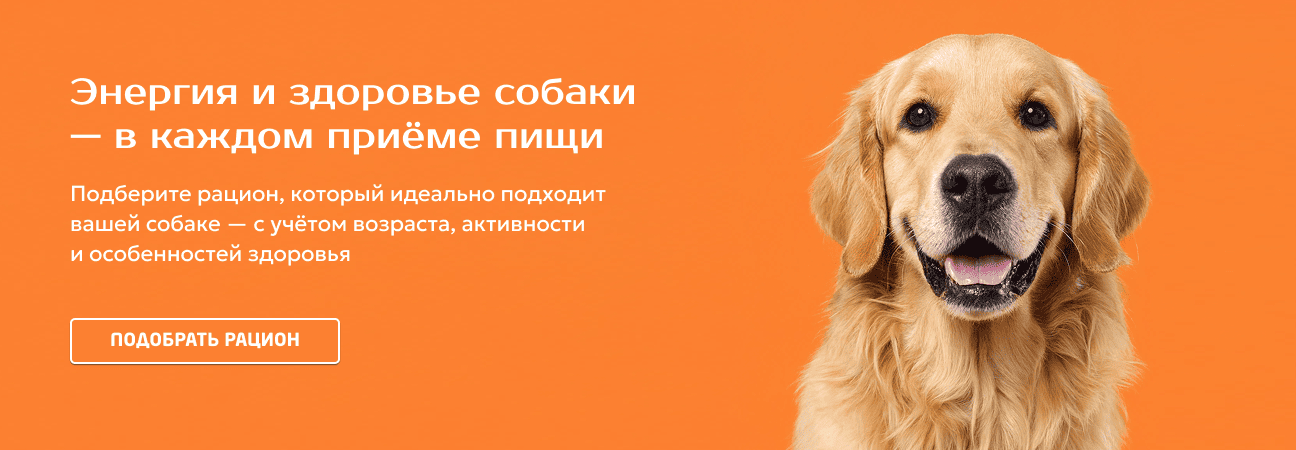 Энергия и здоровье собаки  — в каждом приёме пищи