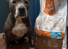Budzdorov Dog Korm Losos2