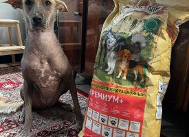 Korm Aveleshan Dlya Sobak Govyadina I Yagnenok15